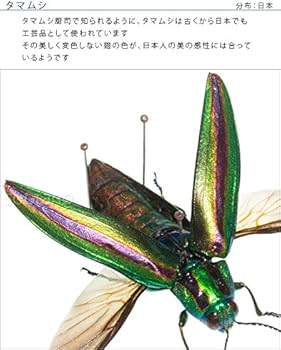 51hkr+IPURL._AC_UF350,